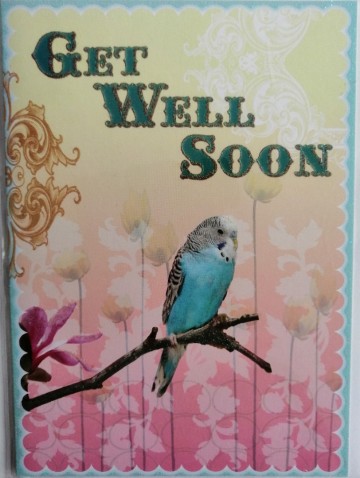 wenskaart beterschap met parkietje