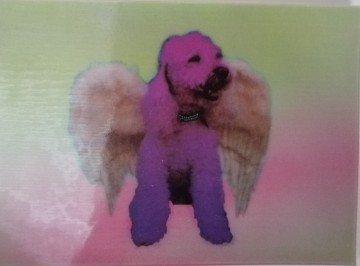 lentaculaire kaart poedel