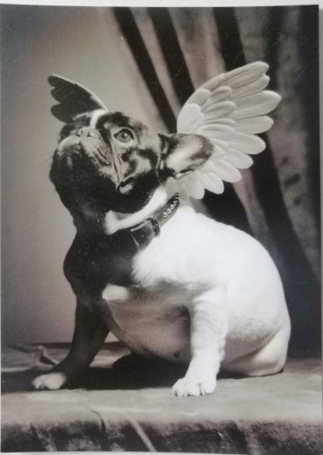 Kerstkaart angel dog