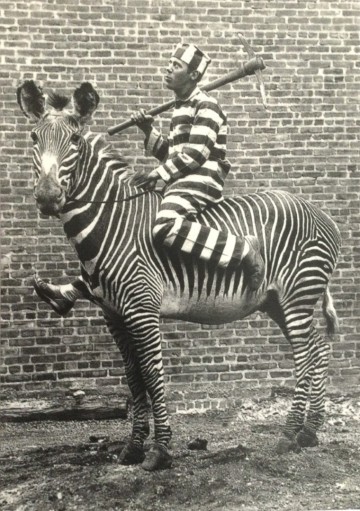 Zebra  convict